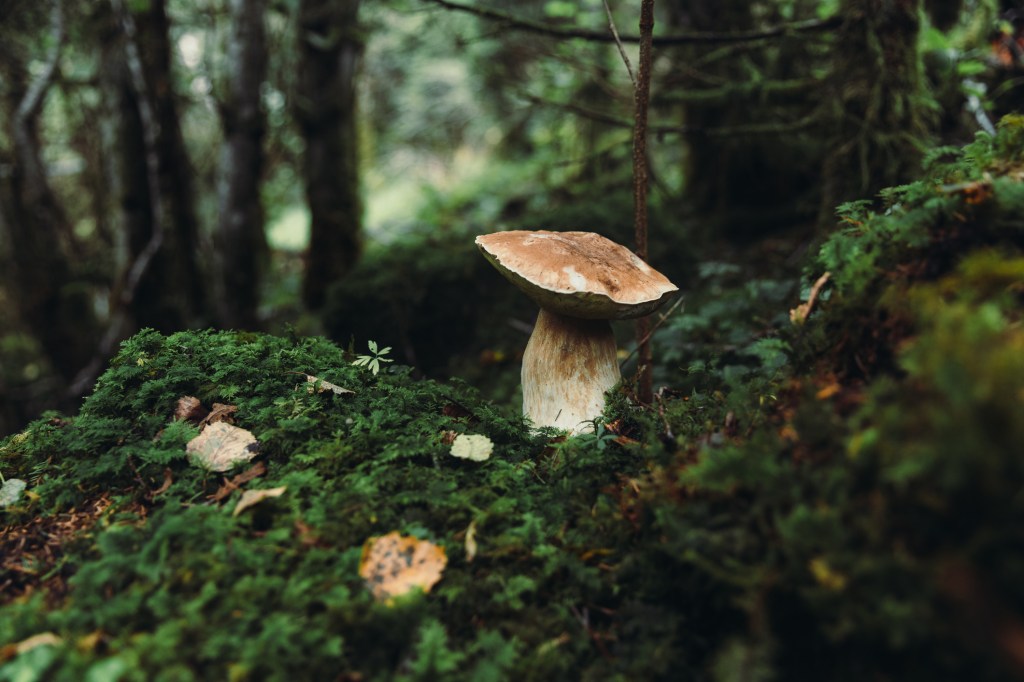 Naturen kaller